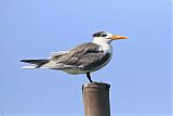 Great Crested Tern